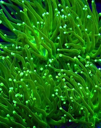Yellow/Green Ultra Fluorescent Torch Euphyllia Coral Large Single Head-0