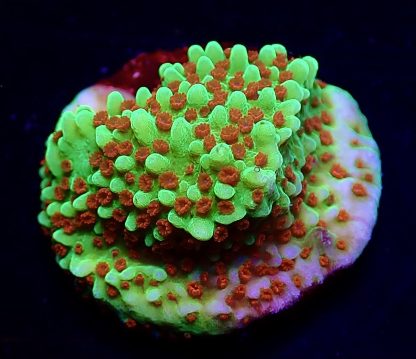 WYSIWYG 6K M.O.C. Reverse Sunset Montipora Frag-0