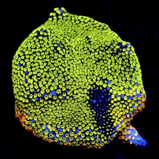 WYSIWYG 10B M.O.C. Kryptonite Montipora Large