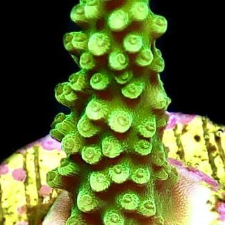 WYSIWYG 21D Bali Slimer Staghorn Acropora