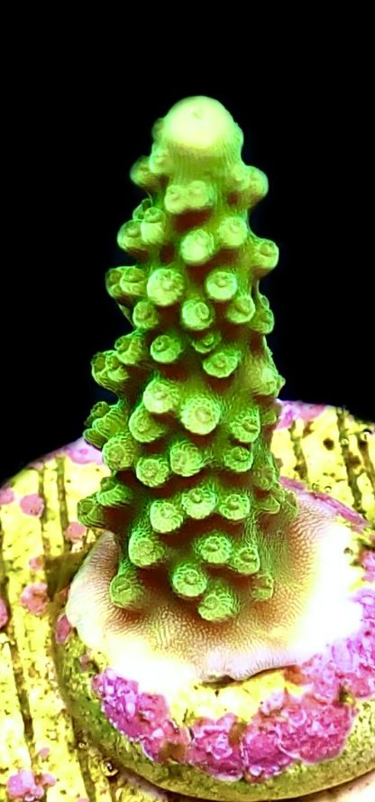 WYSIWYG 21D Bali Slimer Staghorn Acropora