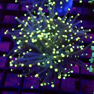 Citrus Burst Fluorescent Torch Euphyllia