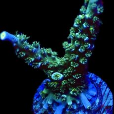 WYSIWYG 26E Acropora Tenius
