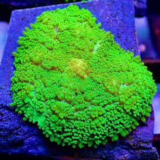 Super Fluorescent Frilly Tonga Mushroom Frag