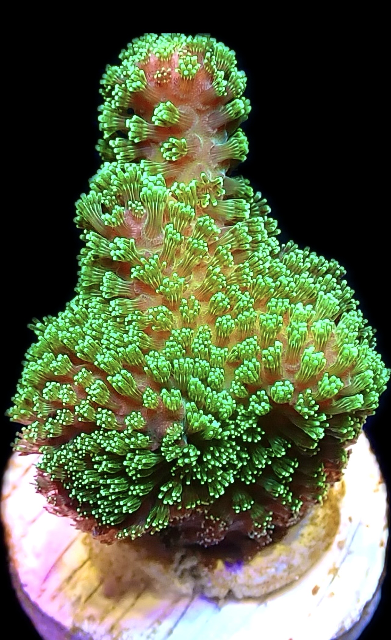 WYSIWYG 14J Ultra Neon Fluorescent Stylophora Frag