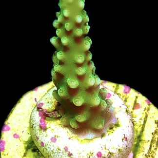 WYSIWYG 15E Bali Slimer Staghorn Frag