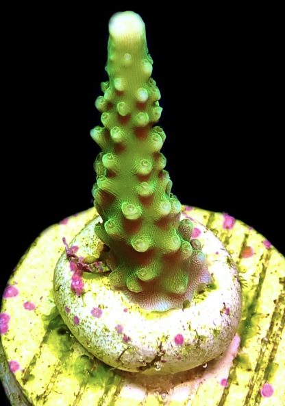 WYSIWYG 15E Bali Slimer Staghorn Frag