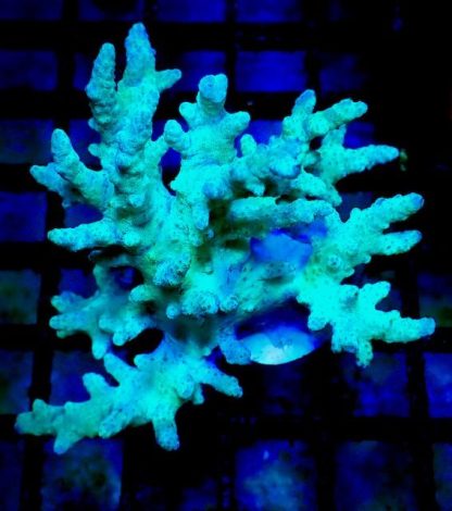 Super Green Finger Leather Frag-0
