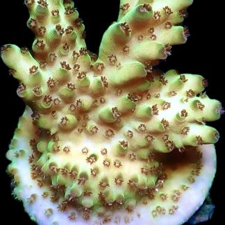 WYSIWYG 9C  Acropora Granulosa Pink/Green Frag