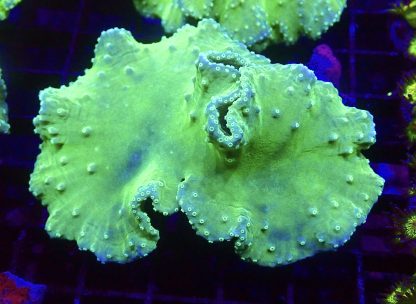 WYSIWYG A1 Neon Green Cabbage Soft Coral Colony