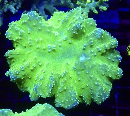 WYSIWYG A2 Neon Green Cabbage Soft Coral Colony