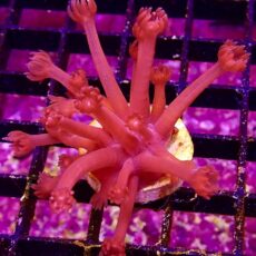 Flaming Hot Goniopora Frag ( 20 + polyps)