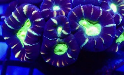 Indonesian Ultra Candy Cane Frag 1 Head-0