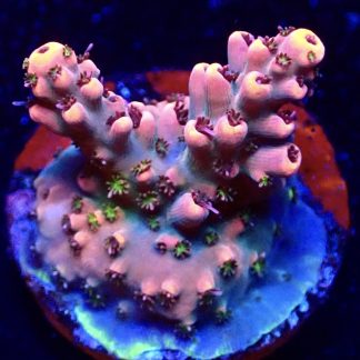 WYSIWYG 12H Bali Shortcake Acropora Frag