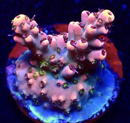 WYSIWYG 12H Bali Shortcake Acropora Frag