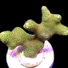 WYSIWYG 26A Gold Bullion Montipora Frag Large