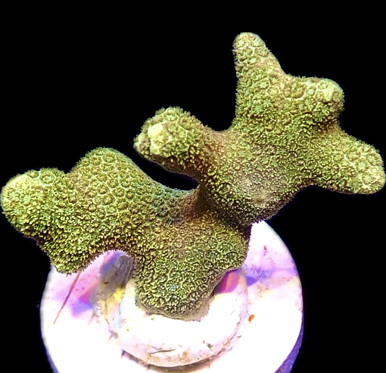 WYSIWYG 26A Gold Bullion Montipora Frag Large