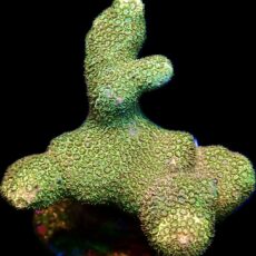 WYSIWYG 15i Finger Porites Frag Large