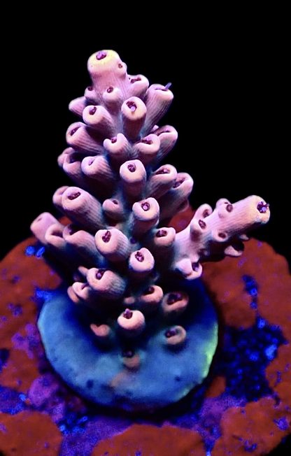 WYSIWYG 21D Acropora Latistella Frag