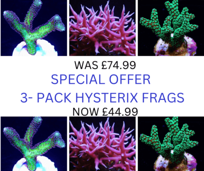 SPS PACK - 3PK SPECIAL OFFER - HYSTERIX PACK FRAGS-25393