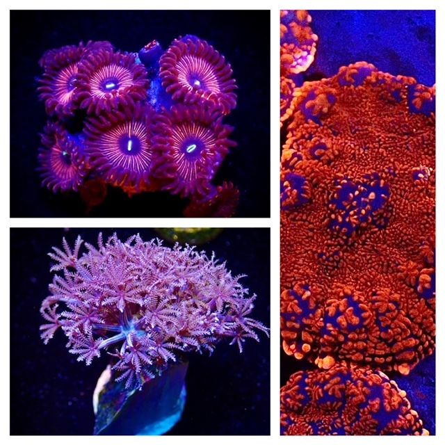 Coral Variety Packs