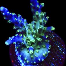 WYSIWYG 25G Acropora Tricolour