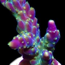 WYSIWYG 1H Acropora Ultra Tricolour
