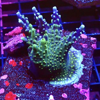 WYSIWYG L1 Acropora Tricolour Colony