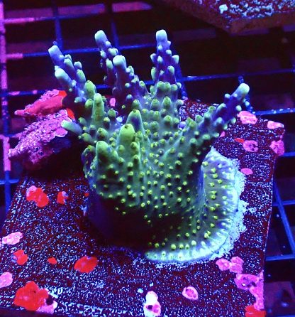 WYSIWYG L1 Acropora Tricolour Colony