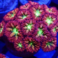WYSIWYG Ultra Red Blastomussa  (Over 15 Heads)