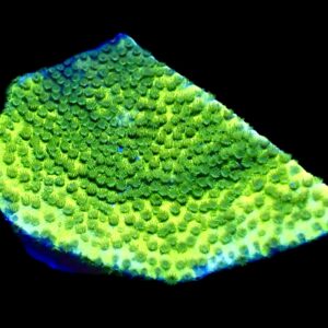 WYSIWYG 21J Ultra Pokerstar Montipora