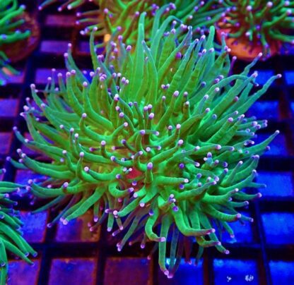 WYSIWYG Pink Tipped, Toxic Green Torch Euphyllia Coral Double Head Colony -0