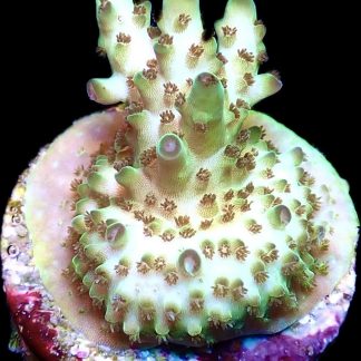 WYSIWYG 23i Acropora Granulosa Frag