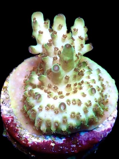 WYSIWYG 23i Acropora Granulosa Frag