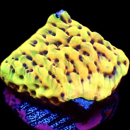 WYSIWYG 19A Beach Bum Montipora Frag