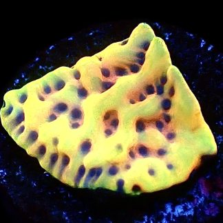 WYSIWYG 14B Beach Bum Montipora Frag