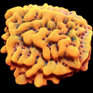 WYSIWYG 11A Beach Bum Montipora Frag