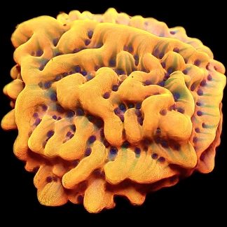 WYSIWYG 11A Beach Bum Montipora Frag