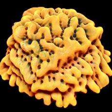 WYSIWYG 11A Beach Bum Montipora Frag Large