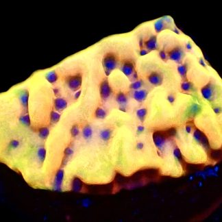 WYSIWYG 11A Beach Bum Montipora Frag