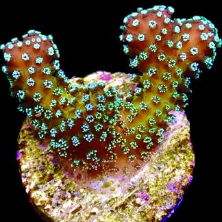 WYSIWYG 17A Rainbow Stylophora Frag