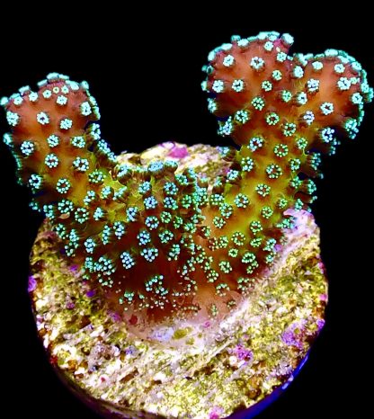 WYSIWYG 17A Rainbow Stylophora Frag