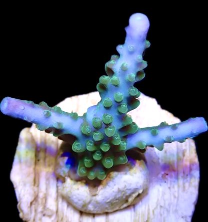 WYSIWYG 10G M.O.C. Turquoise/Blue Tip Staghorn Acropora