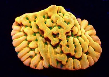 Kung Pao Montipora Frag (Rare)-0