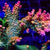 M.O.C's Krakatoa Acropora Frag -0