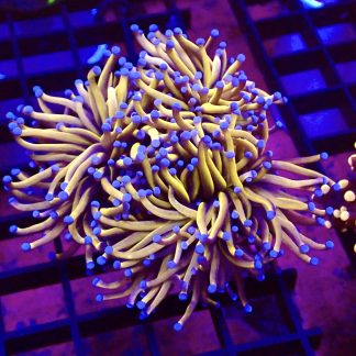 WYSIWYG 24K Ultra Gold Torch Euphyllia T1 Triple Head