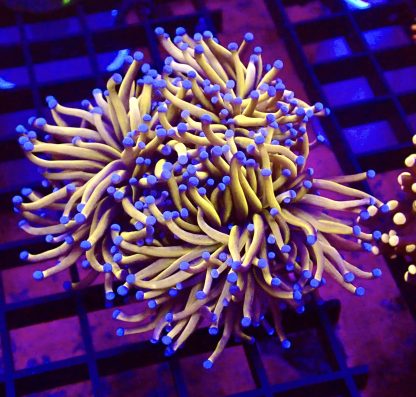 WYSIWYG 24K Ultra Gold Torch Euphyllia T1 Triple Head