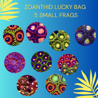 ZOANTHID LUCKY BAG  -  (5 SMALL FRAGS)