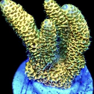 WYSIWYG 27E Canary Millepora Frag Large