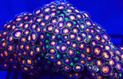 M.O.C. Orange Illusion Zoanthid 8+ Polyps-0